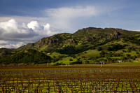 Napa Valley Silverado Trail 1