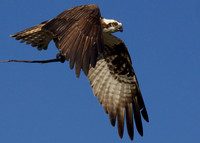 Birds, Birds, Birds