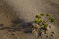 Sand Lake Pacific City, O