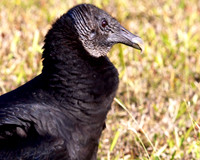 American Buzzard