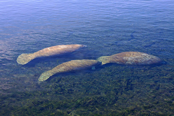 Manatee in Motion
