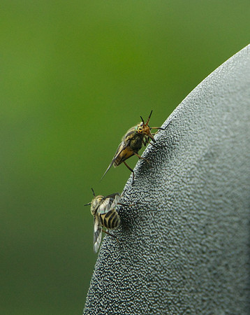Bees Berkeley Plantation, VA