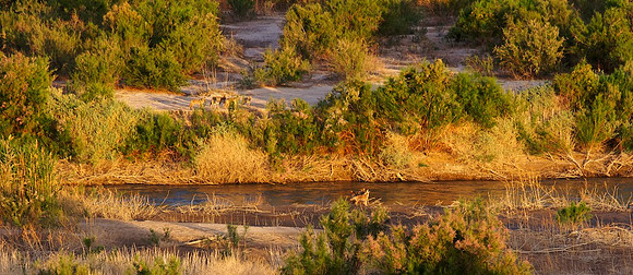 Coyotes Lake Mead, NV