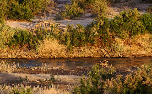 Coyotes Lake Mead, NV
