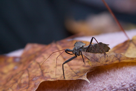 Assassin or Wheel Bug