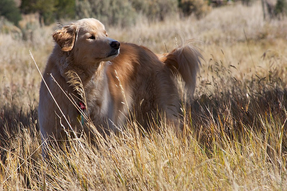 Golden Retriever in his element
