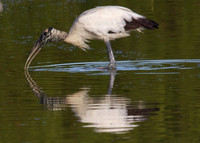 Woodstork