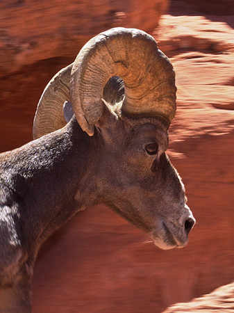 Big Horn Sheep Valley of Fire