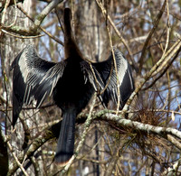 Anhinga