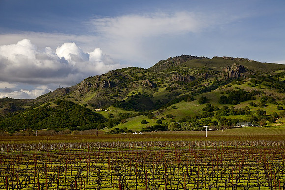 Napa Valley Silverado Trail 1 Mar 2014