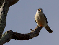 American Kestrel