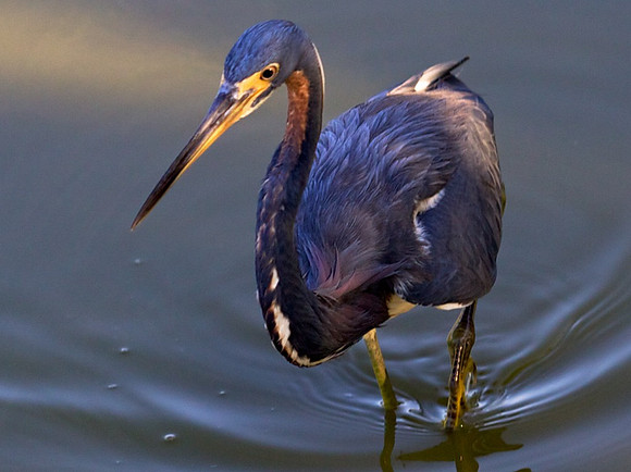 Tri Colored Heron