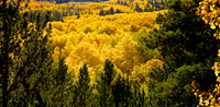 Golden Rocky Mountain Aspen