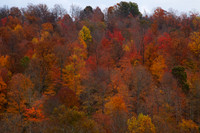 Kentucky Wildfire