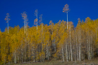 Standout Aspen Trees
