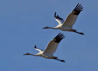 Whooping Cranes Goose Island, TX