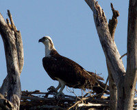 Osprey in the nest