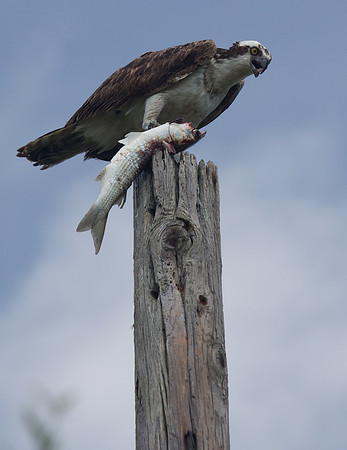 Osprey Dinner