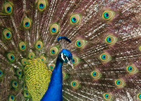 Peacock Cocoa Beach, FL