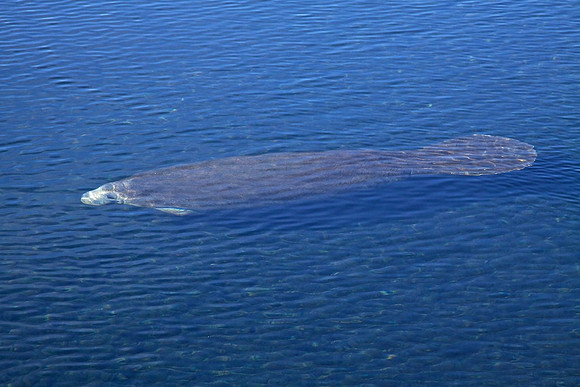 Manatee