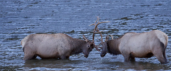 Bull Elk, Rocky Mtn Natl Pk, CO