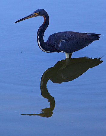 Tri Colored Heron