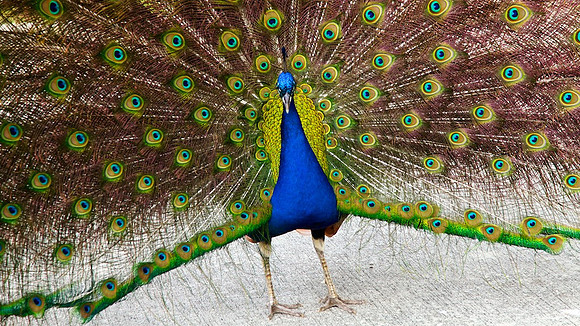 Peacock
