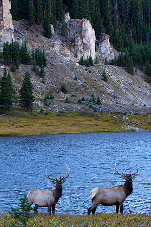 Bull Elk, Rocky Mtn Natl Pk, CO