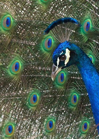 Peacock Portrait Left