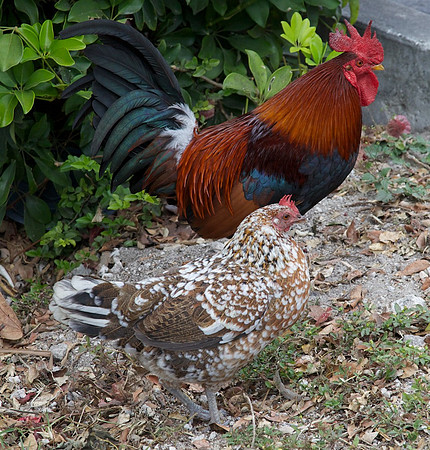 Key West Chickens