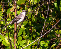 Mocking Bird