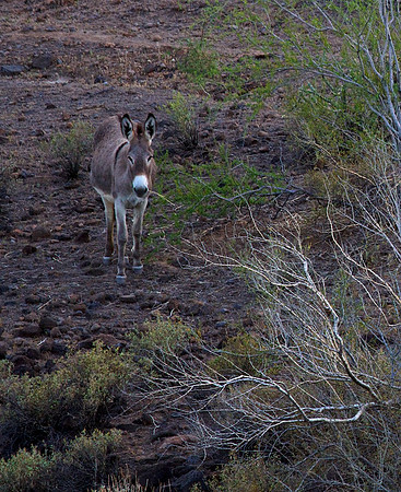 Wild Burro, Lake Pleasant, AZ