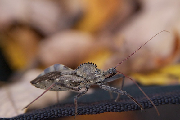 Assassin or Wheel Bug