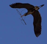 Great Blue Heron Oak Creek Canyon, AZ