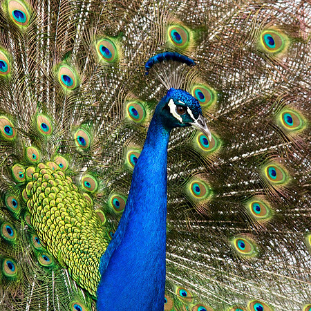 Peacock Portrait Right
