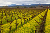 Napa/Sonoma