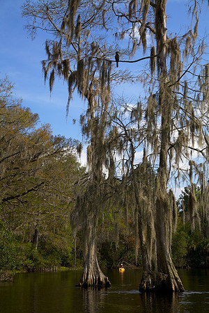 Rainbow River Cypress