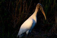 Wood Stork