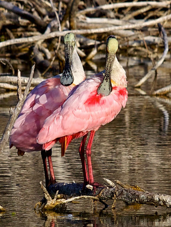 Roseate Spoonbills