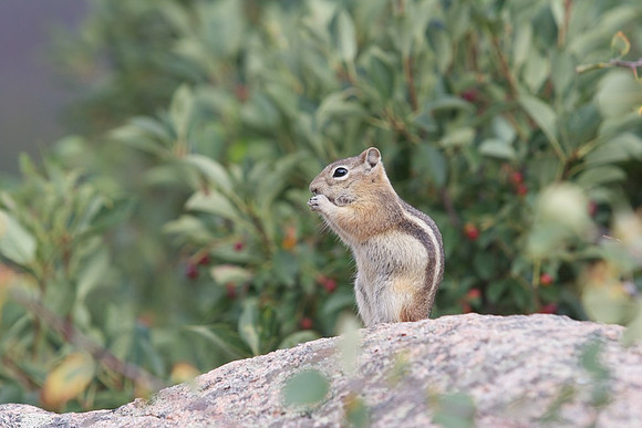 Chipmunk