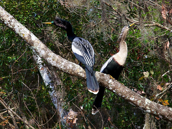 Anhinga Mating Pair