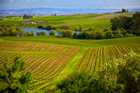Coneros Valley Vine and Water