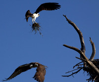 Ospreys home building