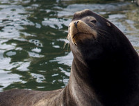OR-Astoria Sea Lions