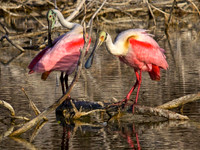 Roseate Spoonbills