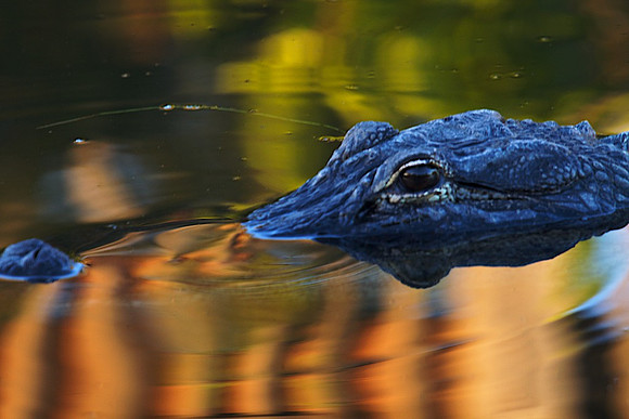 Alligators, Monroe Station Rd Big Cypress & Oasis Visitor Center