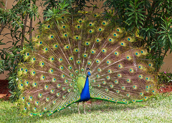 Flirting Peacock Style