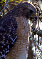Red Shoulder Hawk
