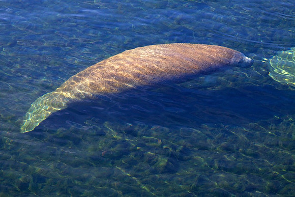 Manatee