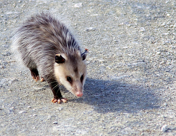 Joey (Baby) Opossum